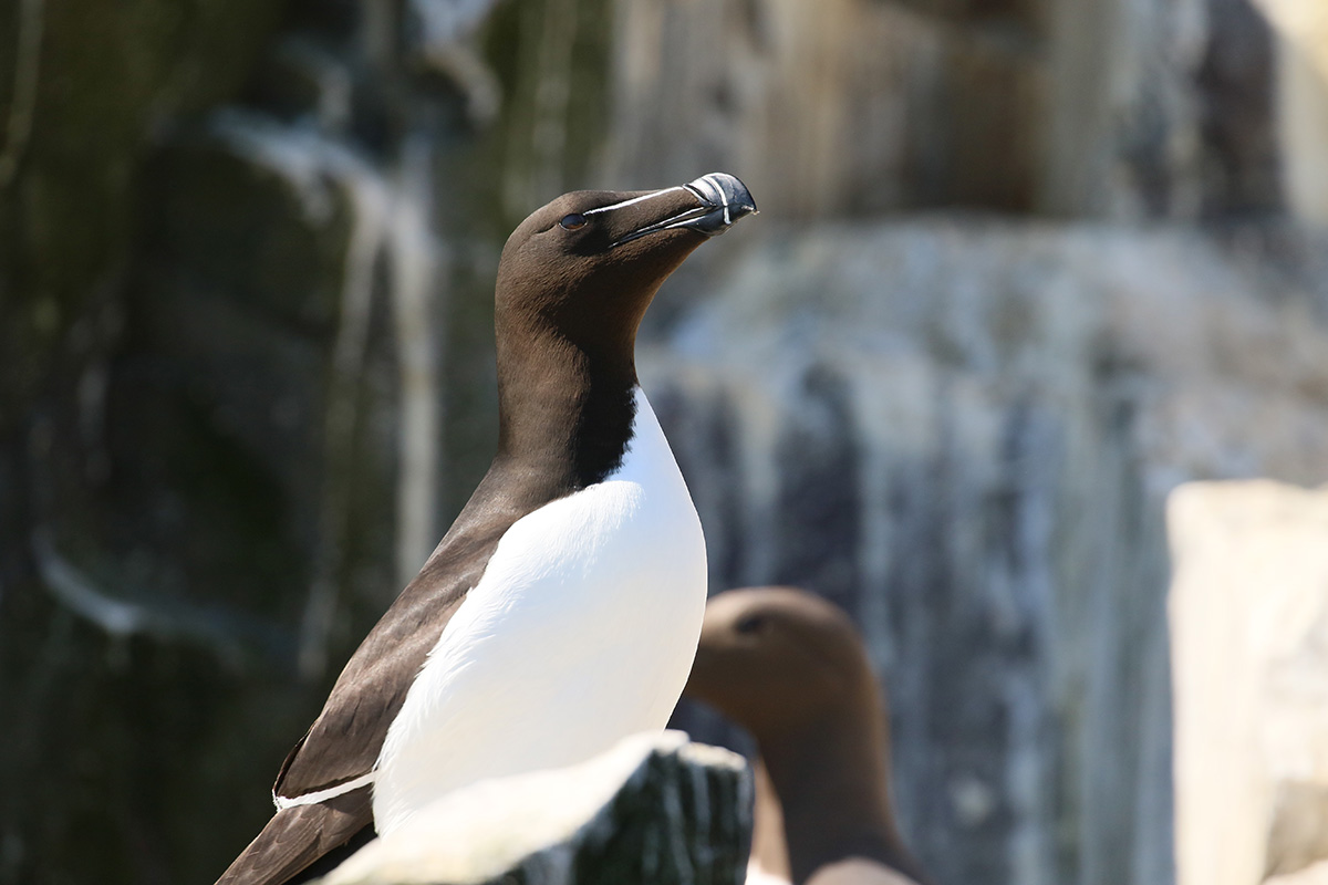 Alk - Farne Islands